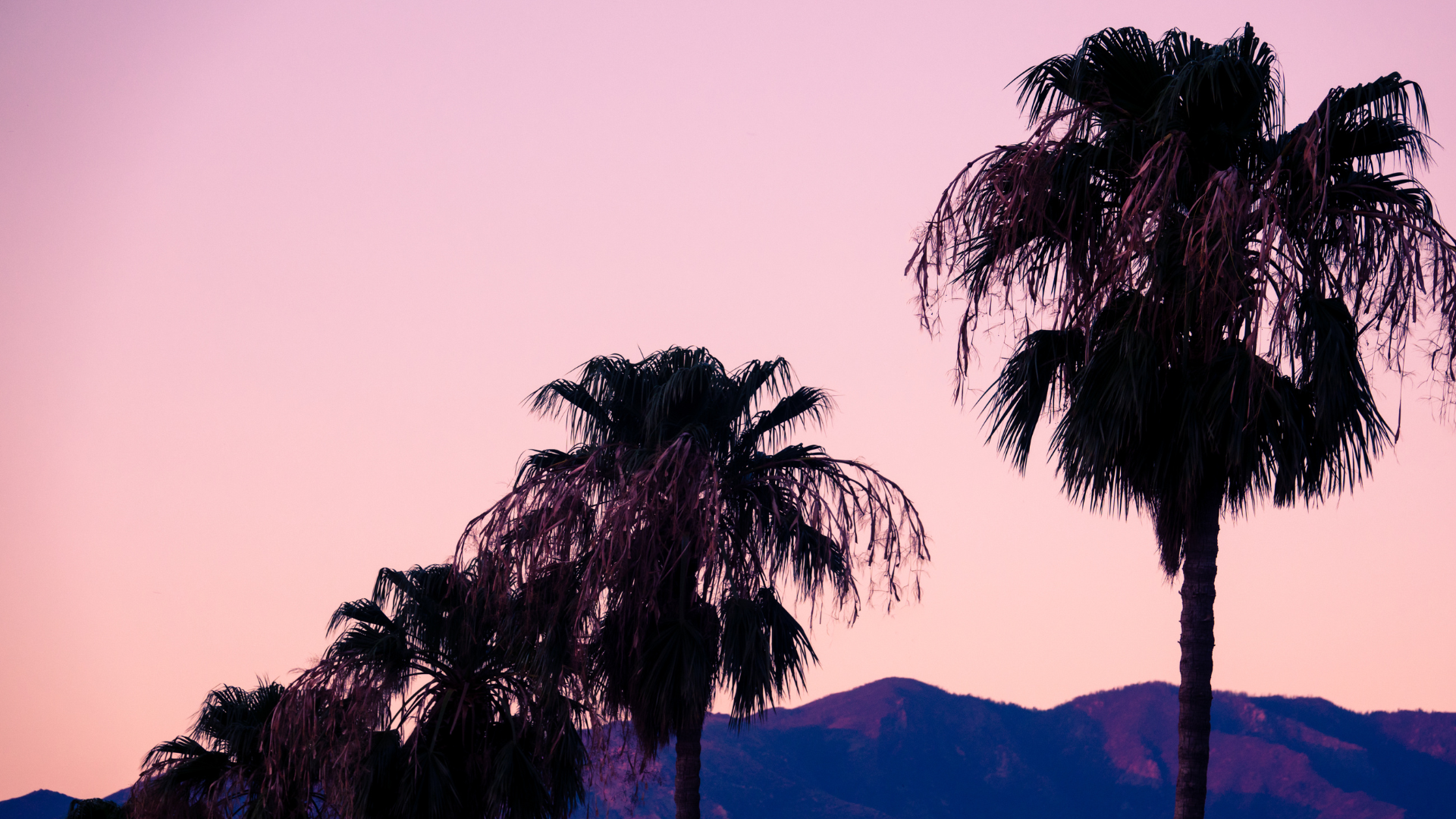 Palm trees silhouetted against a pink sky with mountains in the background